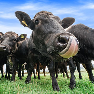 Bar Tech - March 2020 - Protein Focus