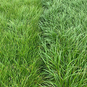 Tools: Diploids and Tetraploids