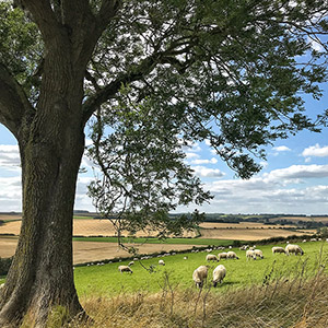 ‘Wholesome’ pastures bring herd health benefits