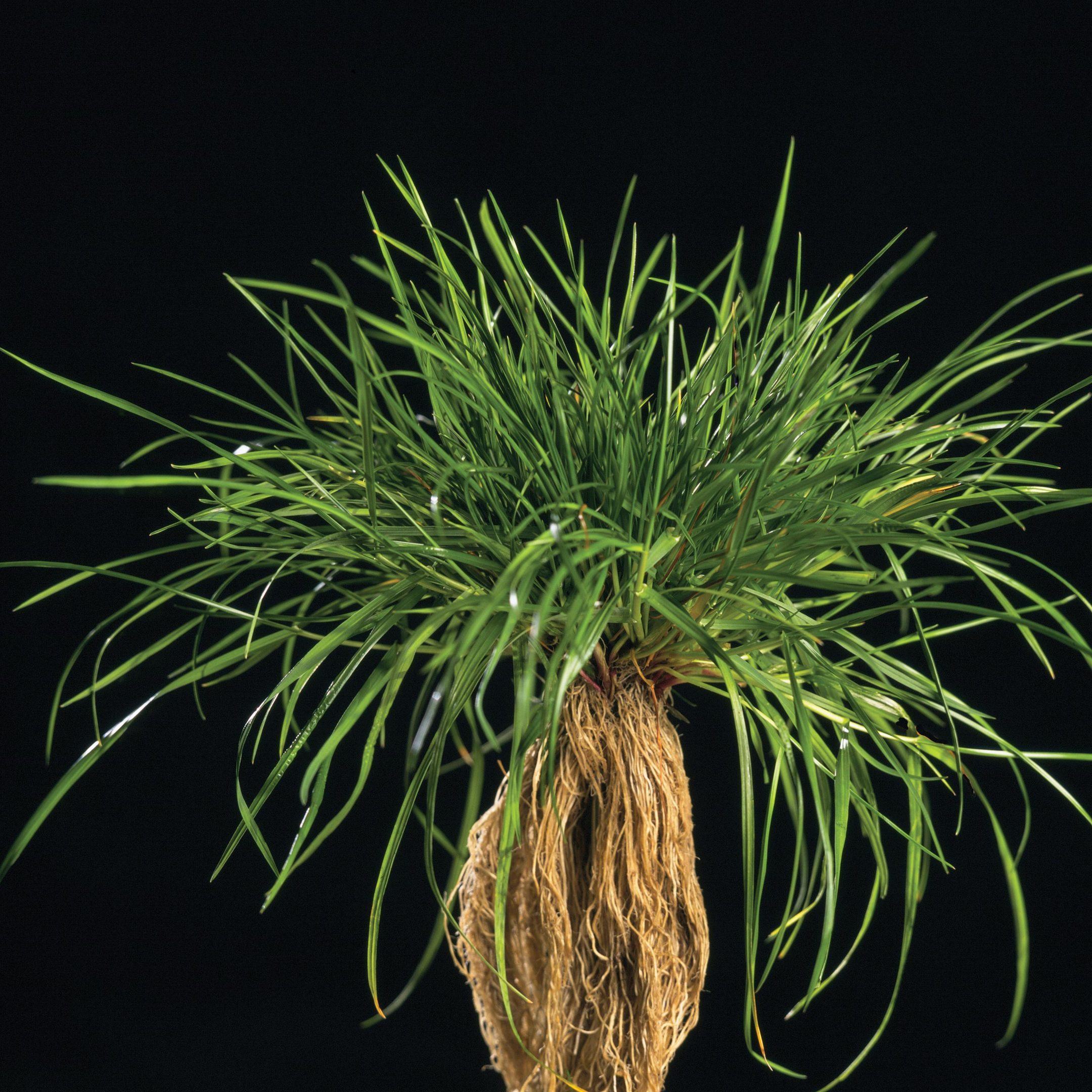 Variety of the month - Galgorm