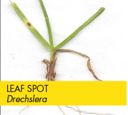 Tools: Grass Diseases