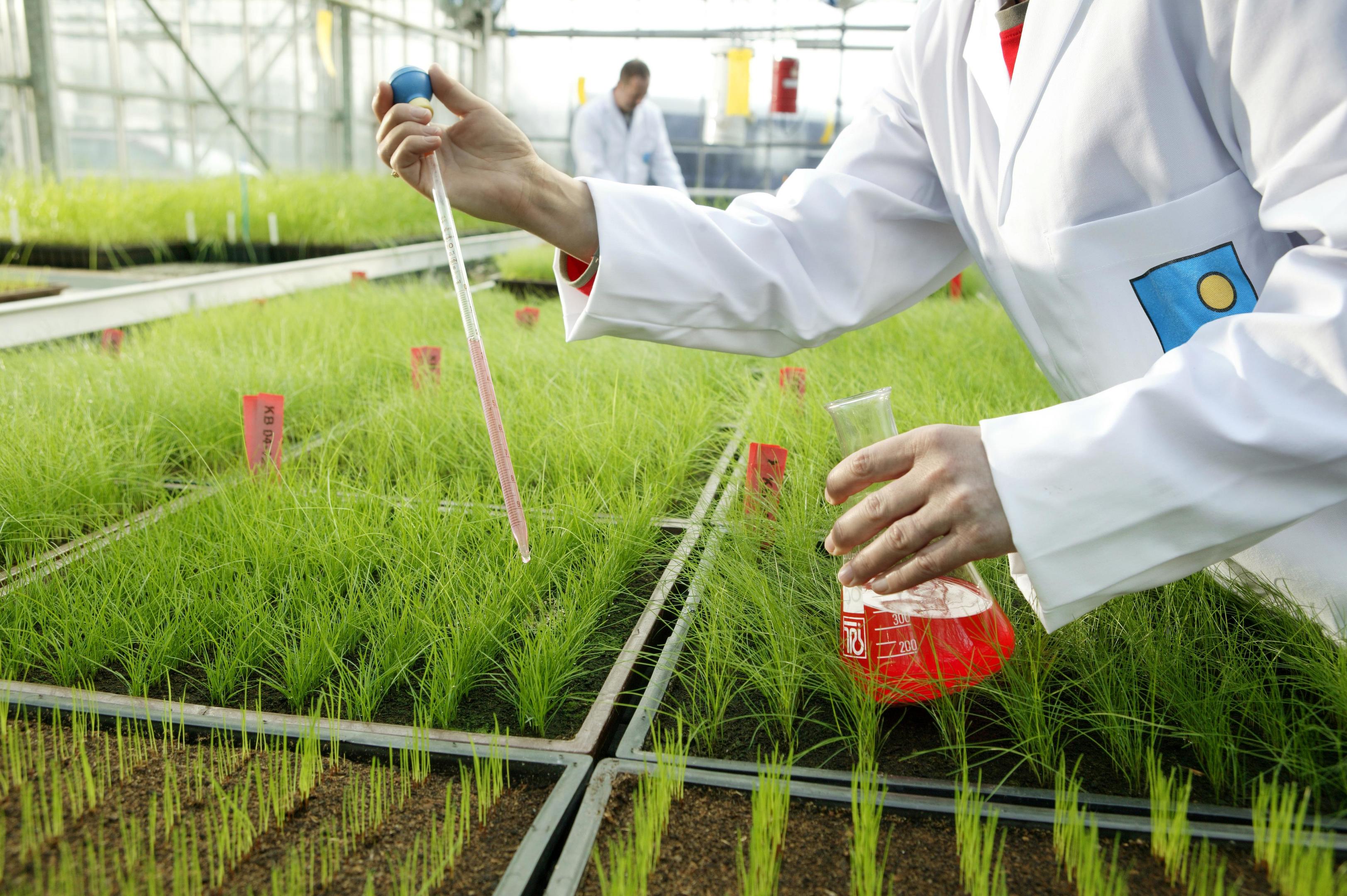 New Barenbrug Agriculture Grass Varieties