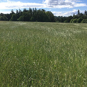 Bar Tech June 2020 - New Varieties for BarForage 2021