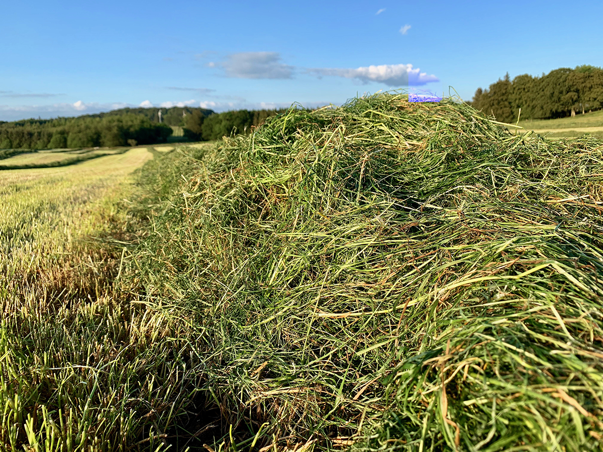 The biggest threat to grassland productivity is complacency