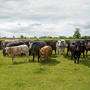 Warmest June prompts pasture health warning