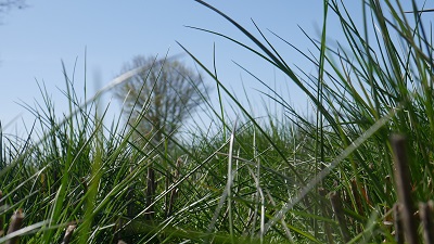 Grass and herbal leys: a strategic, sustainable choice for UK farmers