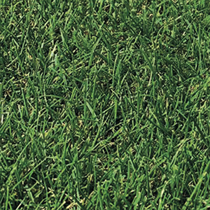 The Next Generation of Barenbrug Fescues