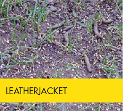 Tools: Grass Pest Identification