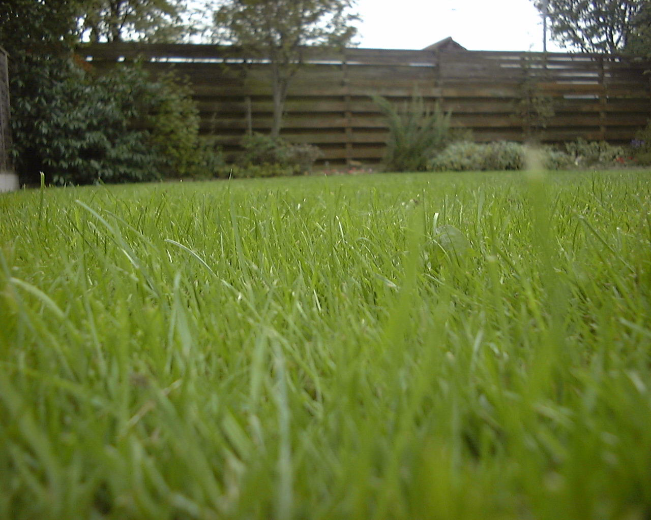 How to Recover Your Lawn Following the 2018 Drought