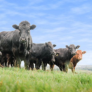 Growing Great Grass helps maximise milk and money