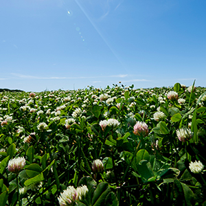 Daughter tillers key to clover success