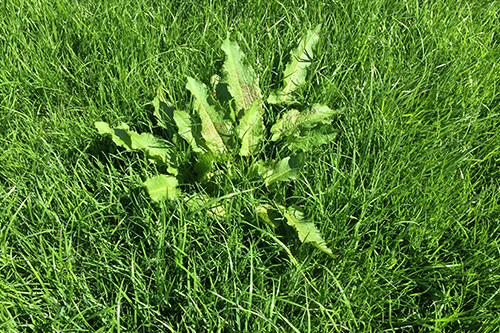 Tools: Weed Identification