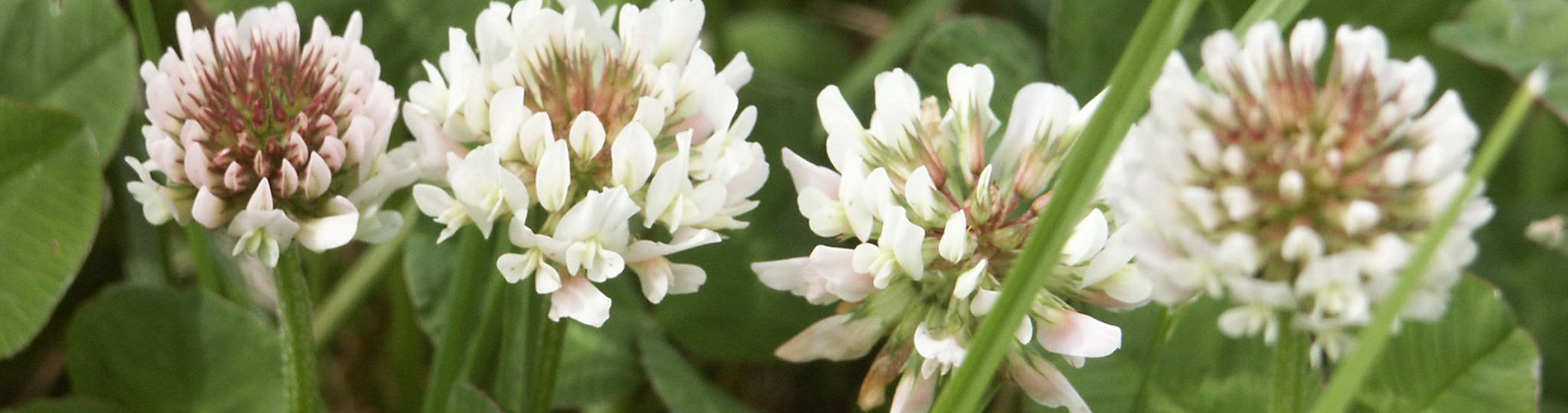Top 10 reasons to include white clover in your autumn reseeding plan