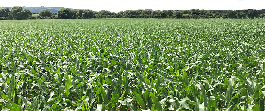 Under-sowing maize: don’t ‘rob Peter to pay Paul’