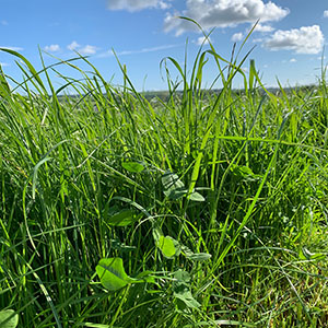 Reasons to be reseeding: 1, 2, 3