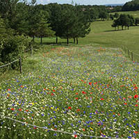 Willingdon Golf Club Wildflowers | October 2017