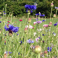 Wildflower Planting Advice