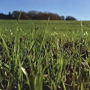 Bar Tech - August 2020 - Autumn Reseeding