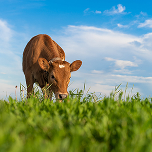 Thinking Spring Grass?