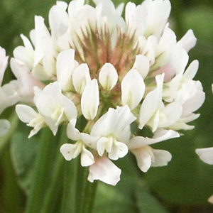 Overseeding? Don’t be overoptimistic with clover, cautions Barenbrug