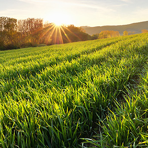 A Look at Spring 2025 Grass Growth