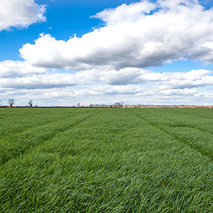 Autumn reseeds will improve unproductive swards