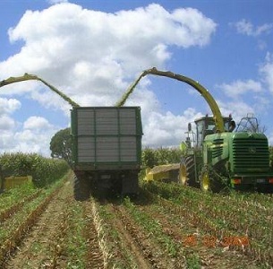 Maize Harvest