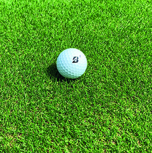 Ryegrass For Golf Greens