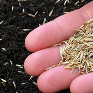 Sowing Times and Soil Temperatures