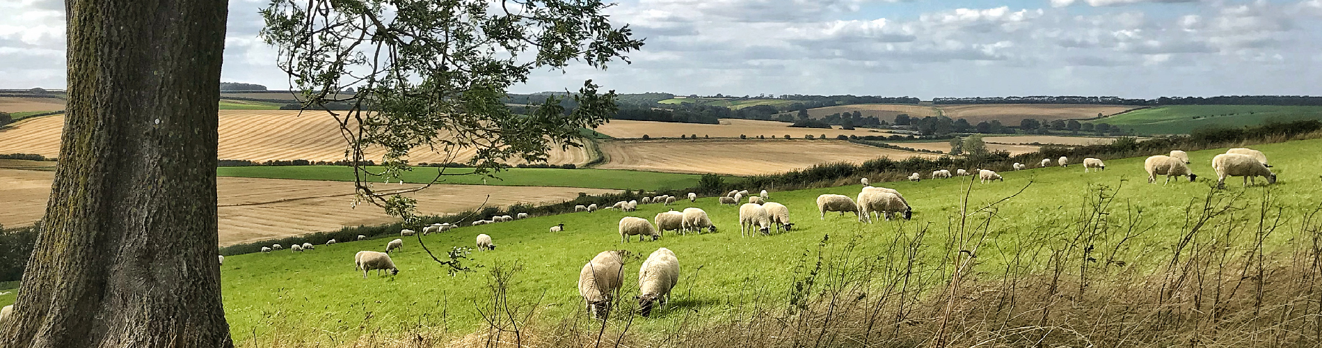 Grow your future with grass