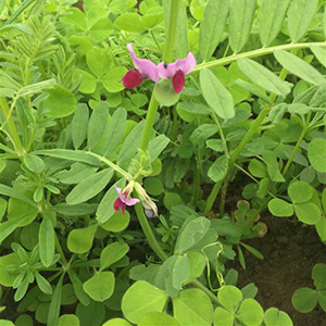 Bar Tech - April 2020 - Species Diversity