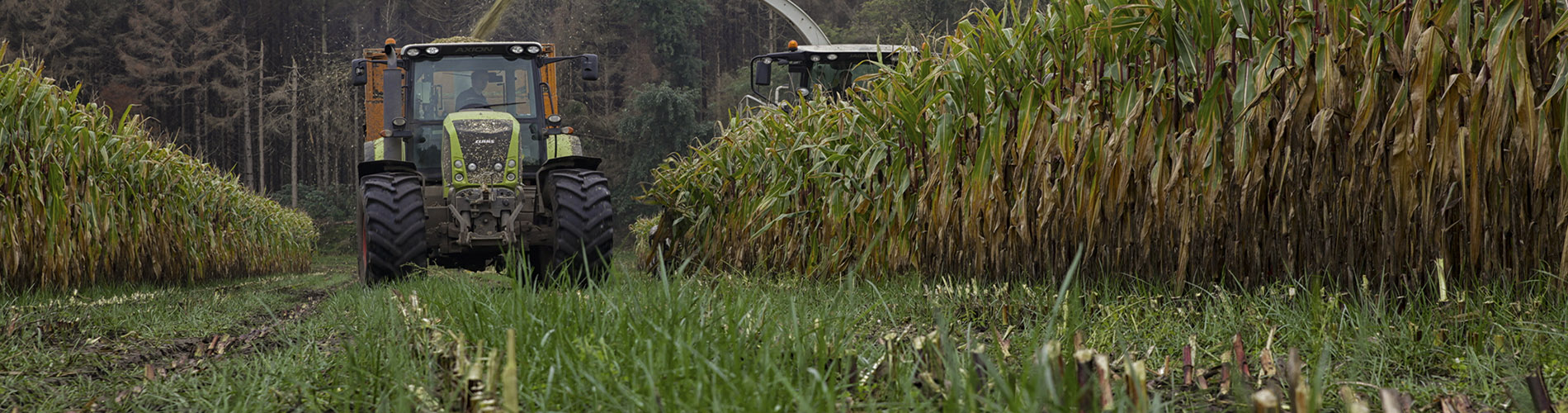 New green cover option for under-sowing maize