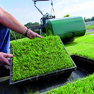 Seed Breeding Update