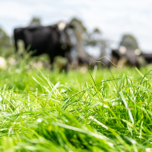 Organic Grass Farming: How to Build Better Swards with Strategic Seed Choices