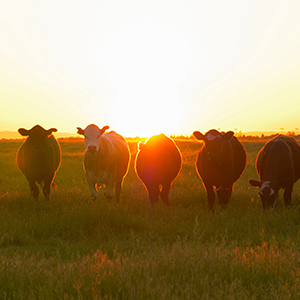 Look after your fields, and they will look after you