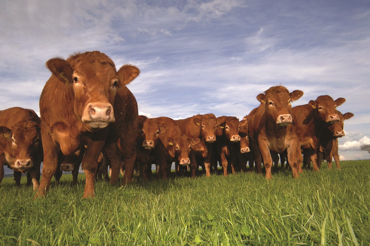 Spring grassland grazing management