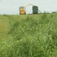 Uplift in farmers buying grass seed this autumn