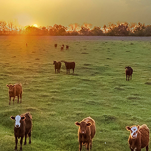 Why a fodder budget is essential this winter