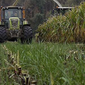 Under-sowing maize: don’t ‘rob Peter to pay Paul’