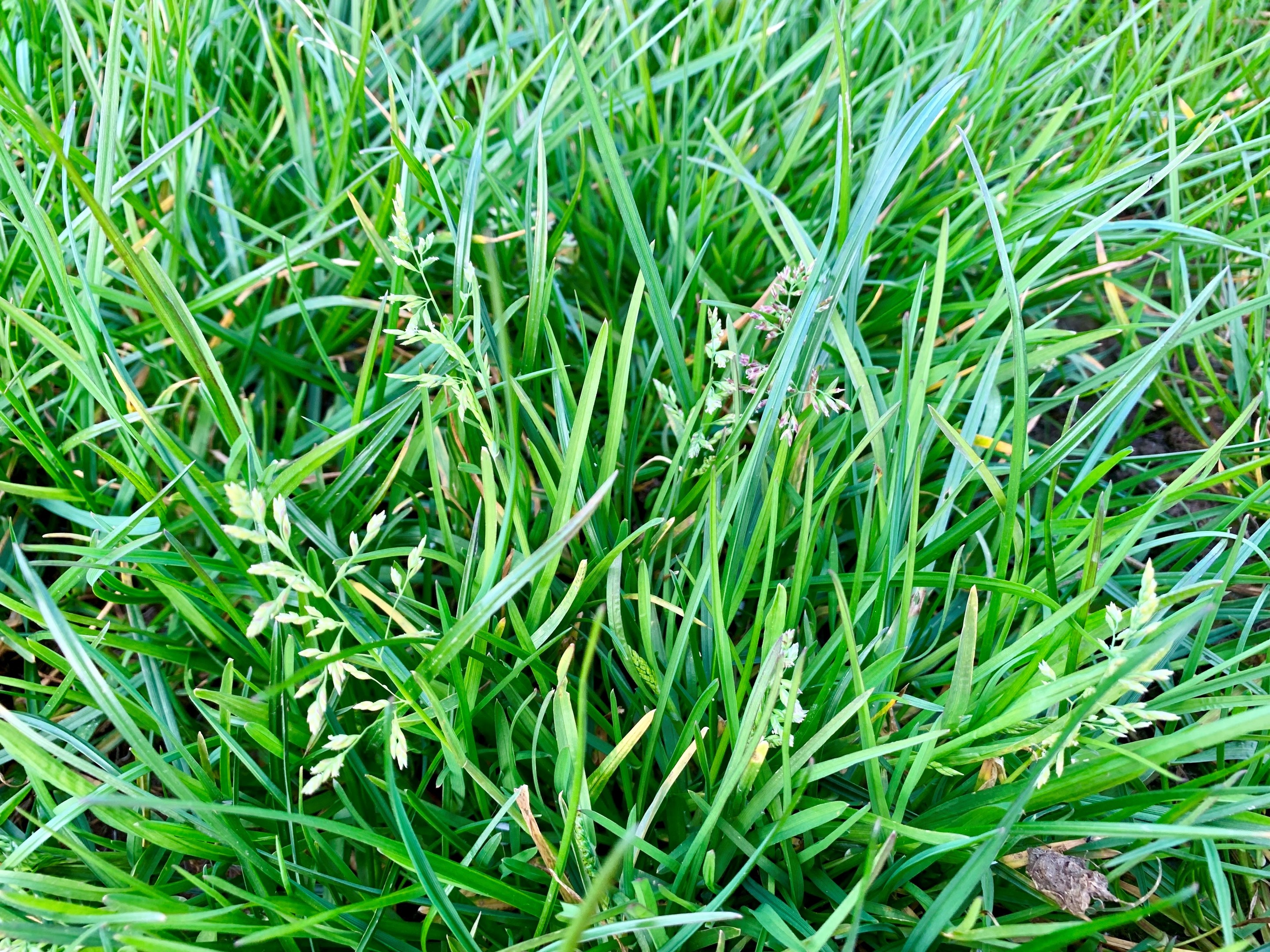 Why worry about annual meadow grass?