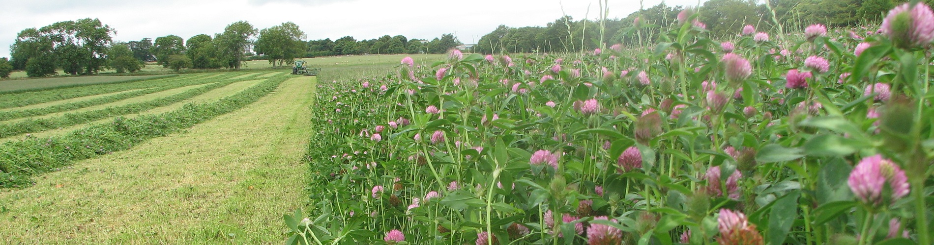 Focus on ‘home-grown’ sparks surge in red clover
