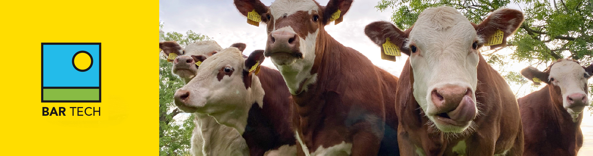 Bartech - June 2021 - Brassicas