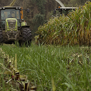 Did you under-sow your maize ready for harvest?