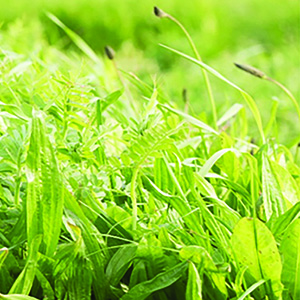 Barenbrug focuses on herbal leys at Groundswell