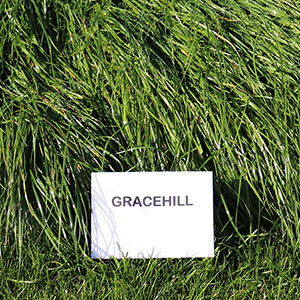 Barenbrug UK to release NEW AFBI ryegrass varieties for UK agriculture