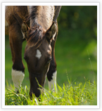 Seeding a horse pasture