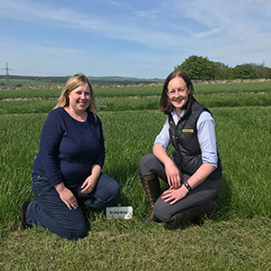New grass Dundrod joins family of Recommended List varieties from Barenbrug