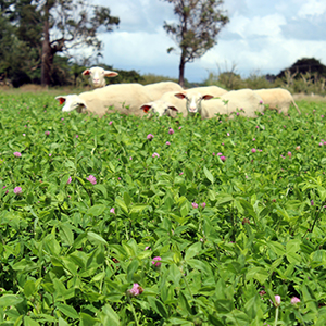 Grassland Management