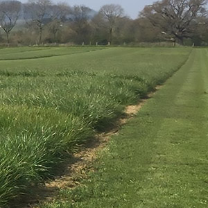 Grassland establishment: variety choice