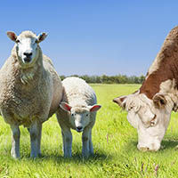 2018 Grass Advice for Scottish Farmers